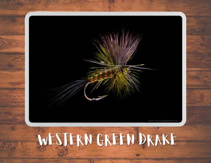 The Western Green Drake Materials List / Episode #15 / Season 5 / April 13, 2023