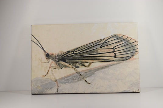 Trout Tracks Art - #21 - Caddis - Canvas Painting