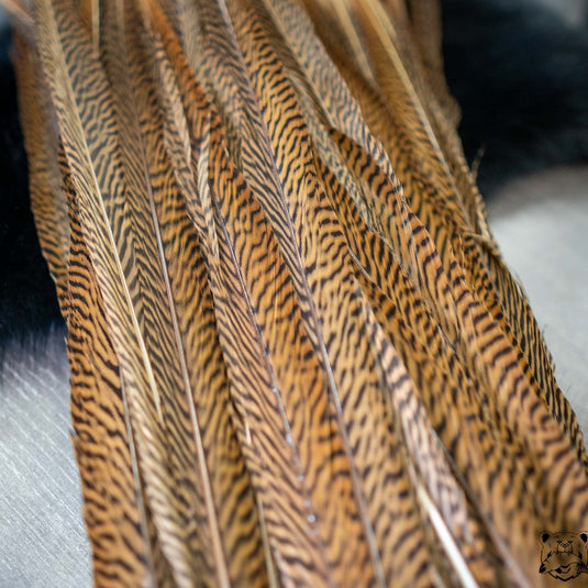 Shor - Golden Pheasant Tail Feather - 24