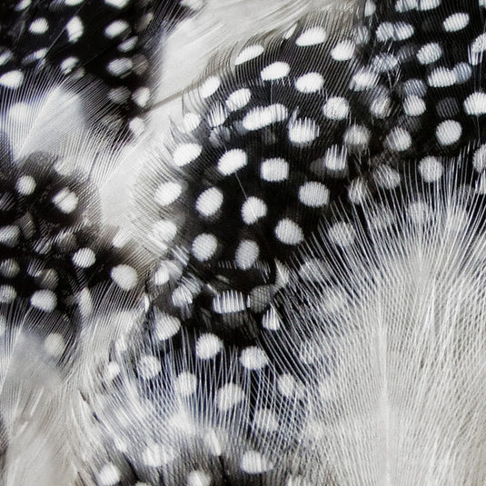 Shor - Guineafowl Feathers