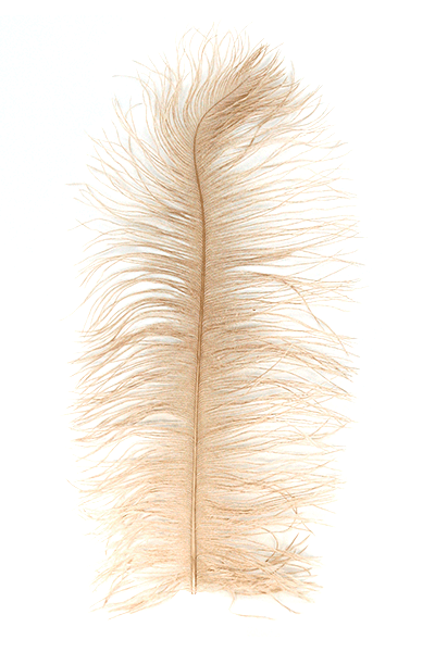 MFC - Ostrich Plumes